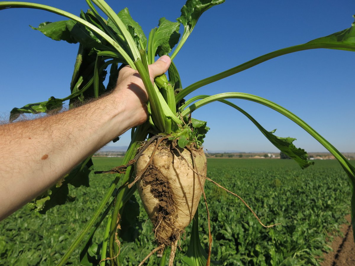 Did you know that Minnesota and North Dakota together farm 720,000 acres of sugarbeets! That adds up to over $3 billion in positive economic impacts!