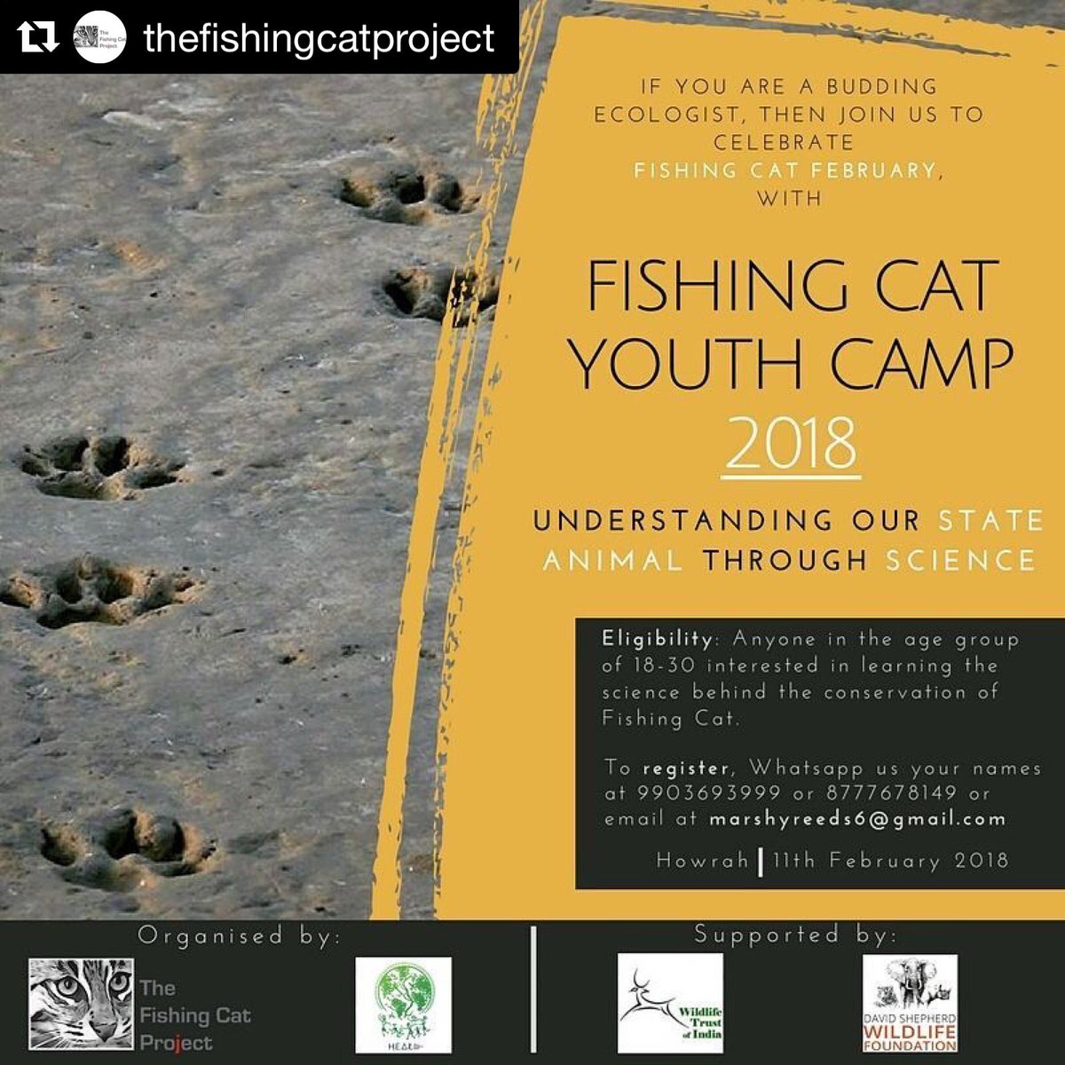 Small Wild Cat Conservation Foundation tweet media