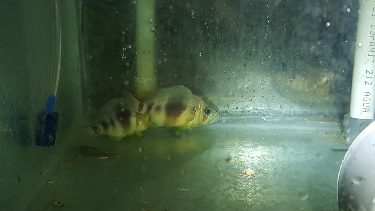 marissa_varade's tweet photo. My classmates and I are quite familiar with these Barred hamlets after studying them during an intensive fishes course. We caught these guys with hook and line while SCUBA diving for a class spawning experiment. #3Cs36 https://t.co/x5fUYFxcJf