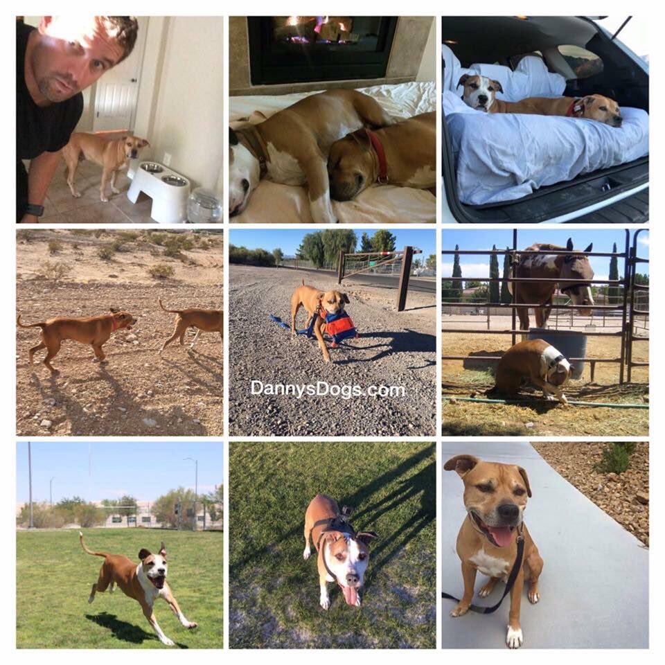 DannysDogs's tweet photo. https://t.co/JfZmr67I9e https://t.co/32Vh5mBOSF