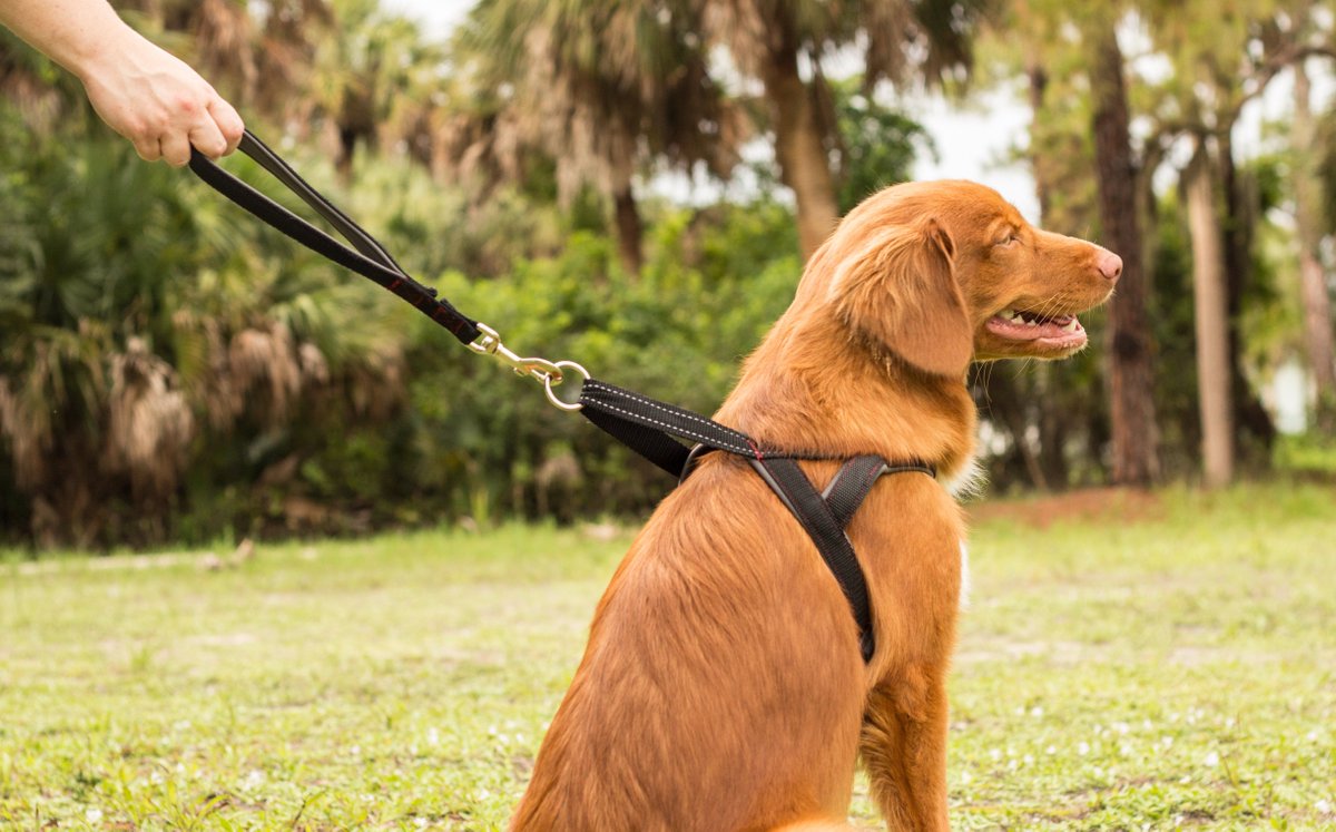 TailsLife's tweet photo. #DogTrivia #DYK? #BackClip #Harnesses have a #Ring attached to the #Leash on top of the back of the #Dog. These can be used for #Calm dogs that are leash-trained and #SmallBreeds with delicate throats easily damaged by collars #Dogs #DogLover #IndianPetParent #TailsLife https://t.co/TUDLS1VDzJ