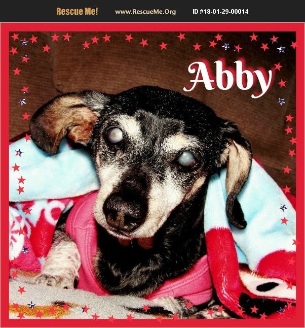 GetalongDRescue's tweet photo. ABBY is mostly blind and deaf but she gets around like a champ once she understands the layout of the area! She is looking for her furever home full of love and understanding! https://t.co/HxtQ77Mw84 https://t.co/ecmAhVbCxF