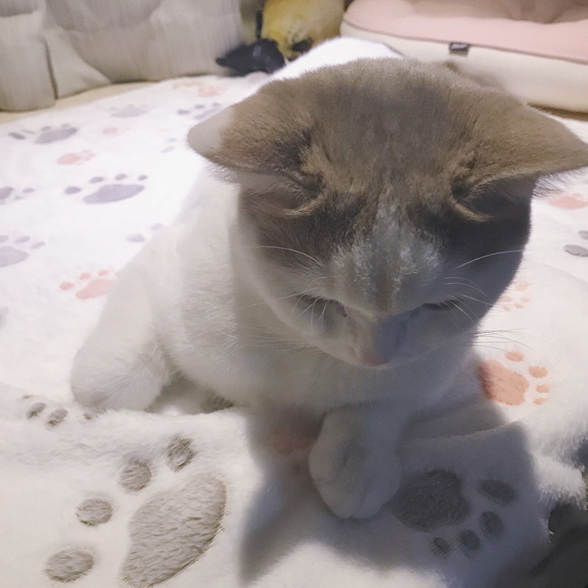 Allisandro001's tweet photo. allisandro blanket~ https://t.co/vNJfFGT5Az