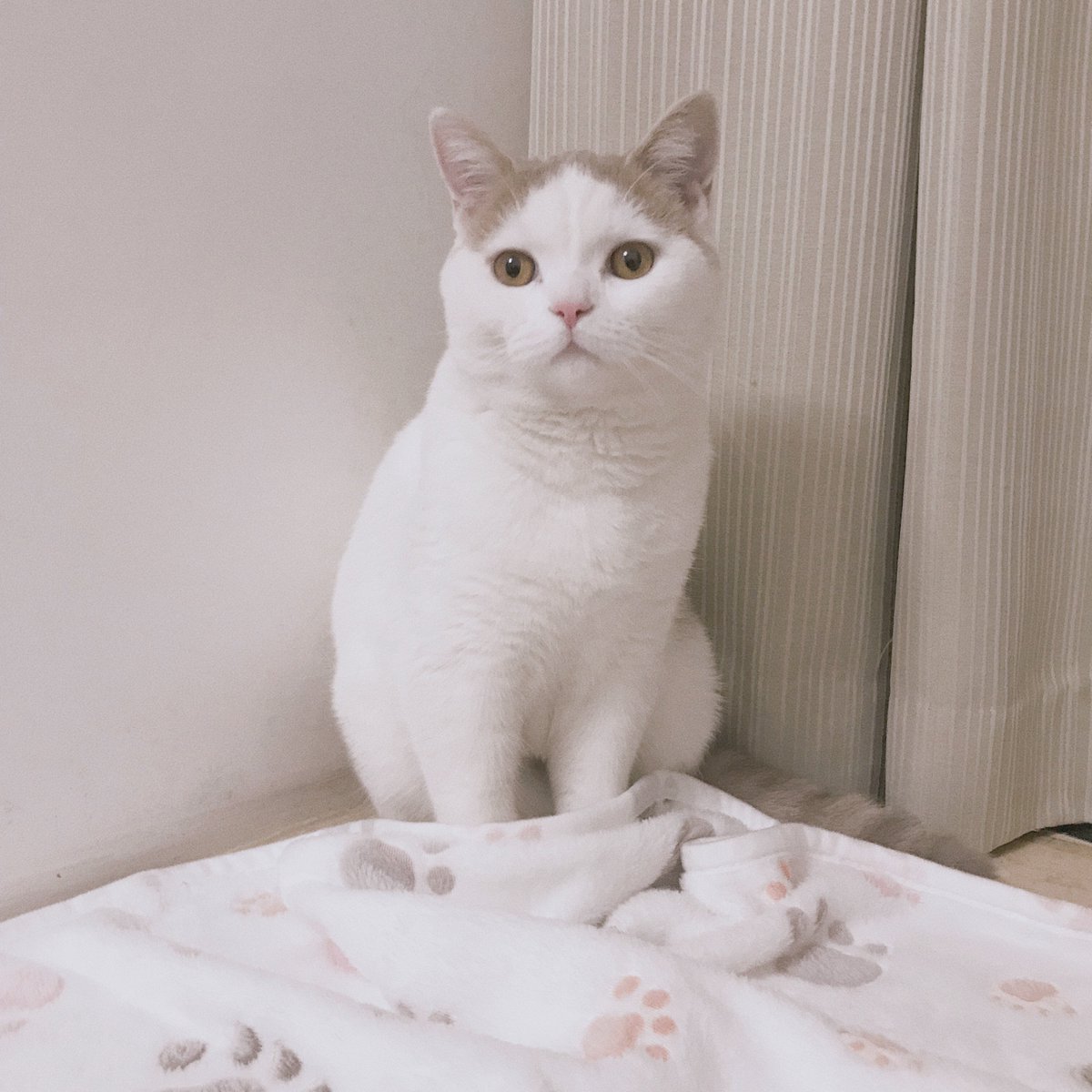 Allisandro001's tweet photo. allisandro blanket~ https://t.co/vNJfFGT5Az