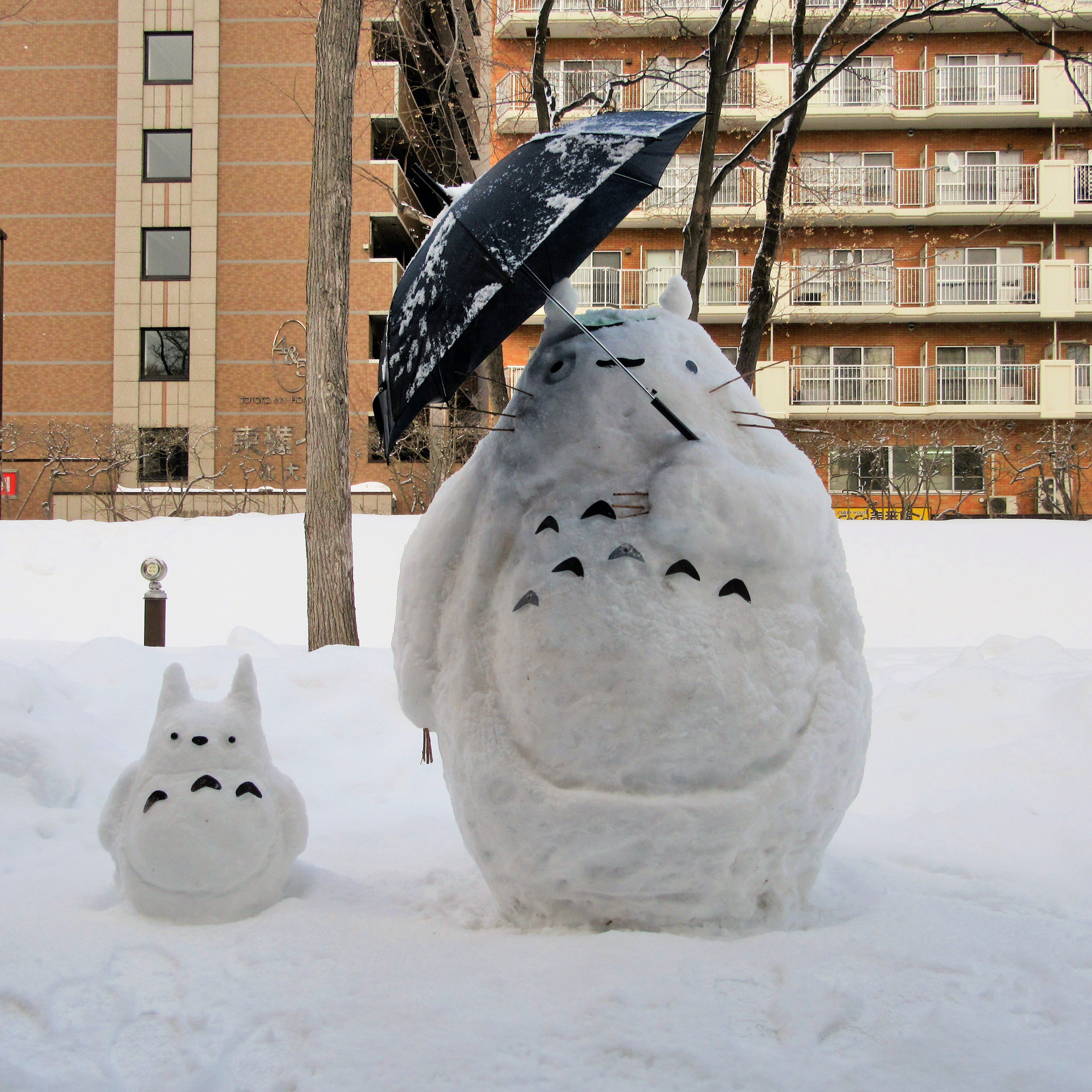 Hokkaido University on X: 
