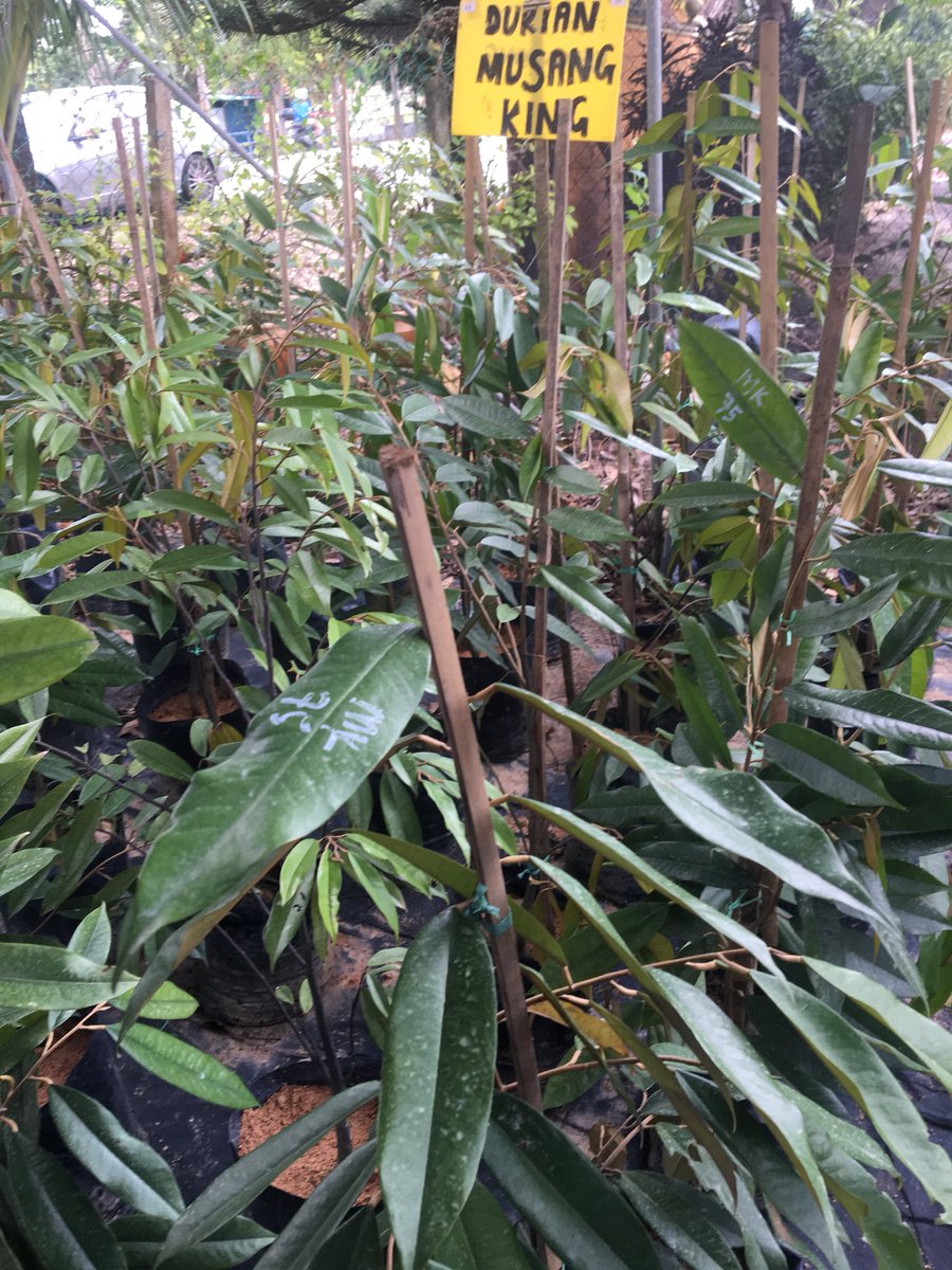 aida30575002's tweet photo. Sape nk beli benih Musang King. Jom ke Pesta Orkid, Flora &amp; Herba Di RTC Kelantan, 22 - 31 Mac 2018, Jangan lupa dtg ramai2 ye  datang ramai2. #pestaorkidfloraherba2018 @mustahapa @promosifama @azhabdhamid https://t.co/Fmy8LGFqJA