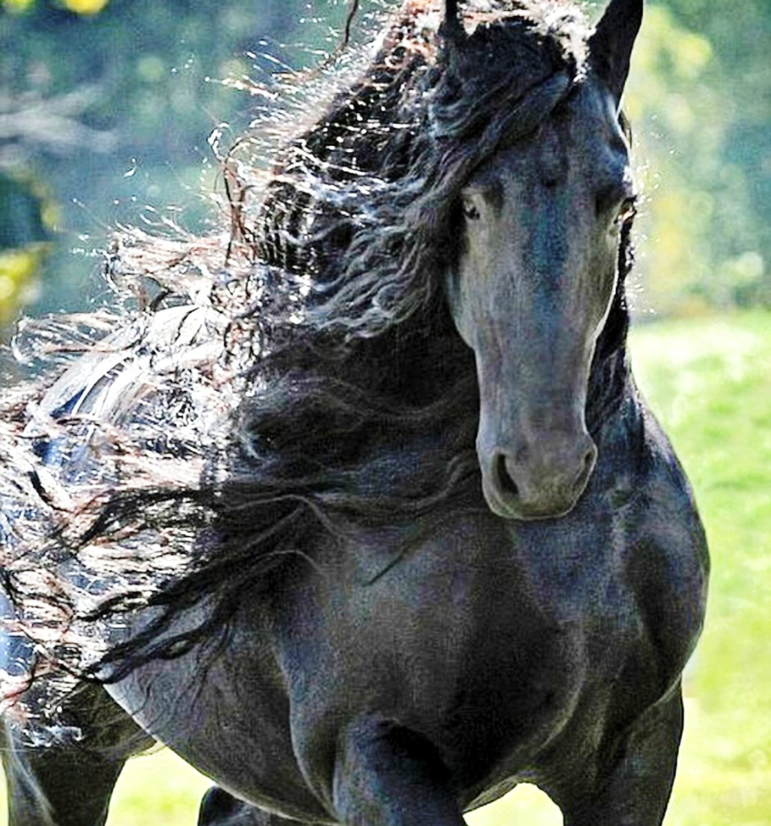 まなみん カッコイイ人 中邑真輔 カッコイイ馬 検索したらこの馬でた あたしだけですか このお馬さん 真輔さんに似てると 思ってしまう W Oஇ Sinsukenakamura カッコイイ なびく髪 T Co K1cwixgctl