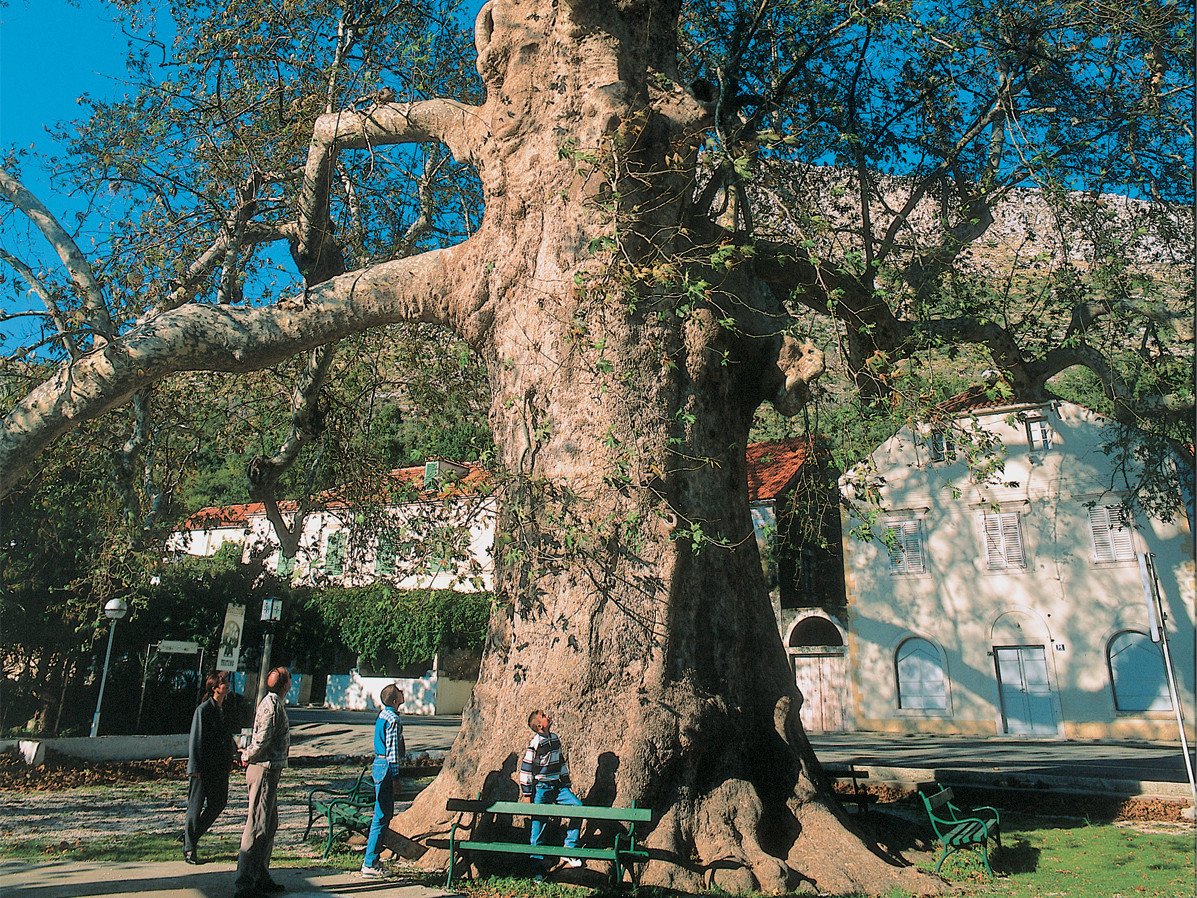 agroklub's tweet photo. #Platana iz Dubrovnika u izboru za europsko stablo godine! #treeoftheyear https://t.co/e6pbJLTZpA https://t.co/mA9pEXJnVo