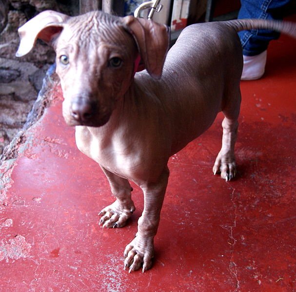 Instituto Cervantes Tokio A Twitter メキシカン ヘアレス ドッグはメキシコ原産の犬種です 特徴は体毛が無いことと小ささです El Xoloitzcuintle Es Un Perro Que Procede De Mexico Se Caracteriza Por No Tener Pelo Y Por Su Pequeno Tamano T Co