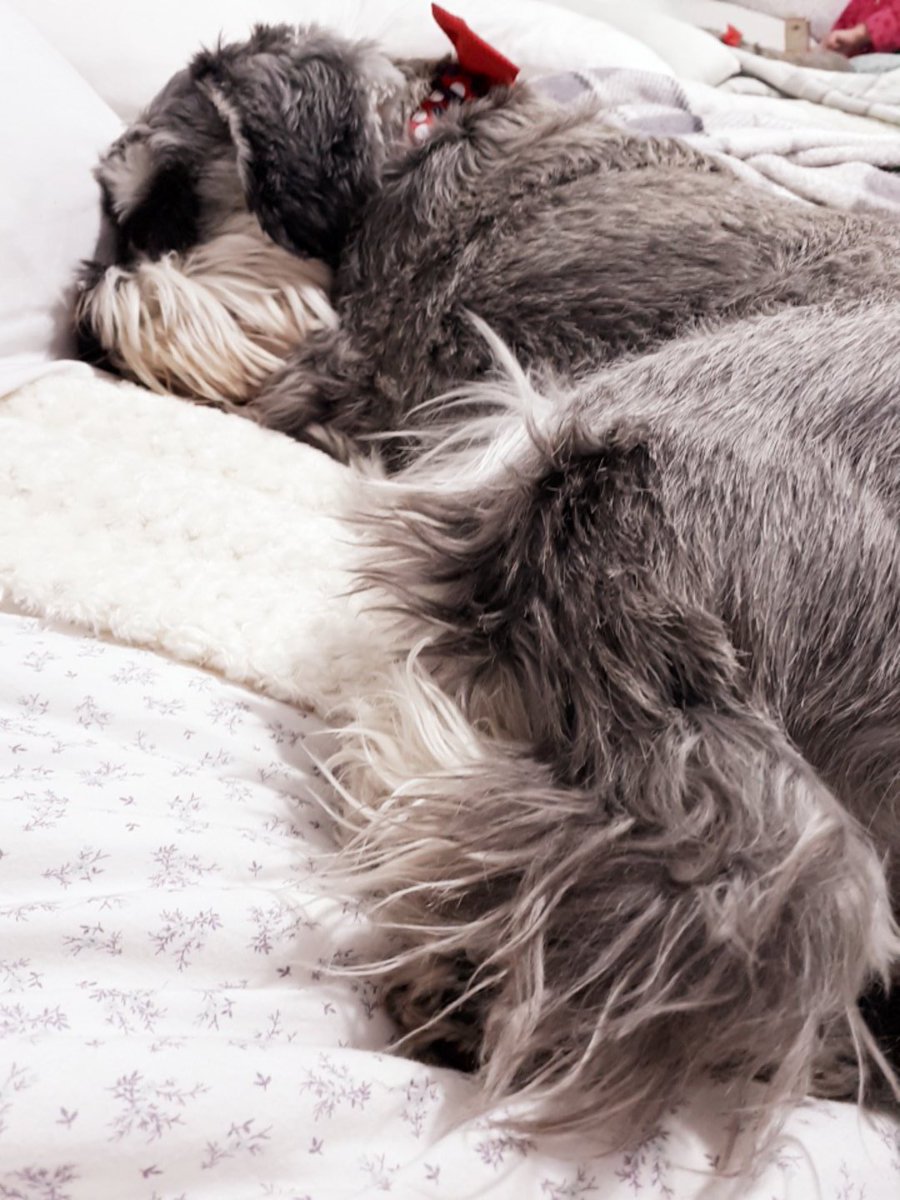 tiggerbeam's tweet photo. Is it morning cos I'm not getting up. Weather man says it's going to rain. #notgettingwet https://t.co/TD984iT7h5