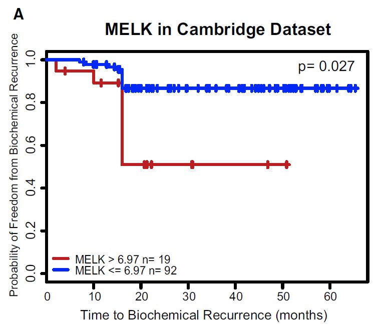 LambAlastair's tweet image. Detailed analysis of #TransgenicModels from @CRUKCambridge gives important insights into development of #ProstateCancer highlighting potential #TherapeuticTargets.
#MELK offers exciting potential-predicts relapse &amp;amp; MELKi #OTS167 stops mitosis.
@EmboMolMed 
embomolmed.embopress.org/content/early/…