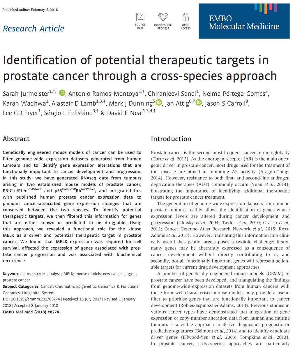 LambAlastair's tweet image. Detailed analysis of #TransgenicModels from @CRUKCambridge gives important insights into development of #ProstateCancer highlighting potential #TherapeuticTargets.
#MELK offers exciting potential-predicts relapse &amp;amp; MELKi #OTS167 stops mitosis.
@EmboMolMed 
embomolmed.embopress.org/content/early/…