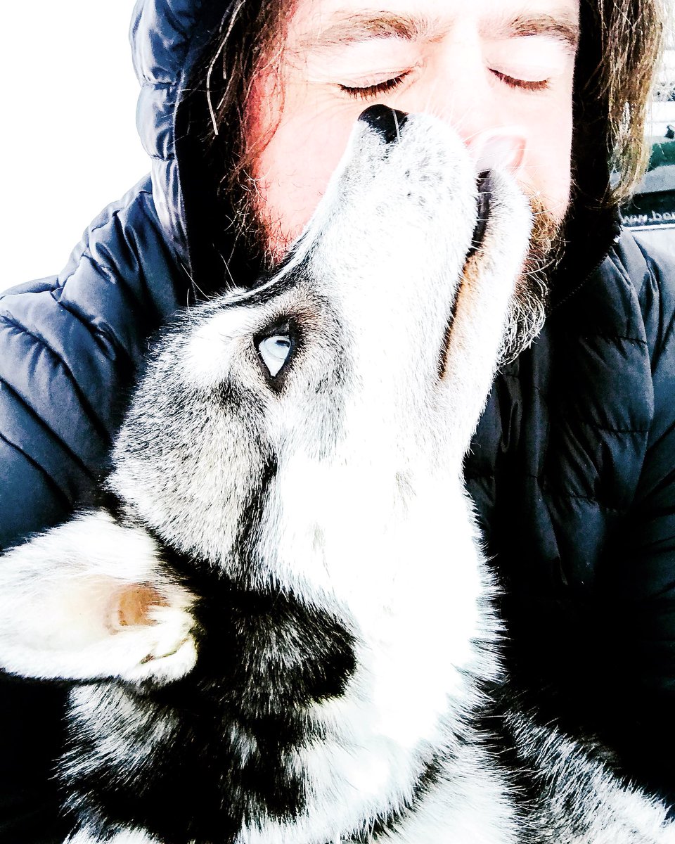 DannyKurz's tweet photo. Love you ... king Håkon 😘😍😘😍. #portrait #snowdog #snow #winter #huskylife #huskyphotography #huskygram #huskylovingclub #siberianhusky_feature #siberianhuskies #huskys #outdoor #vacation #adventure #draußen  #sweden #sverige #lapland #scandinavia @miakoda_huskys #king https://t.co/vMwdtRyqFO