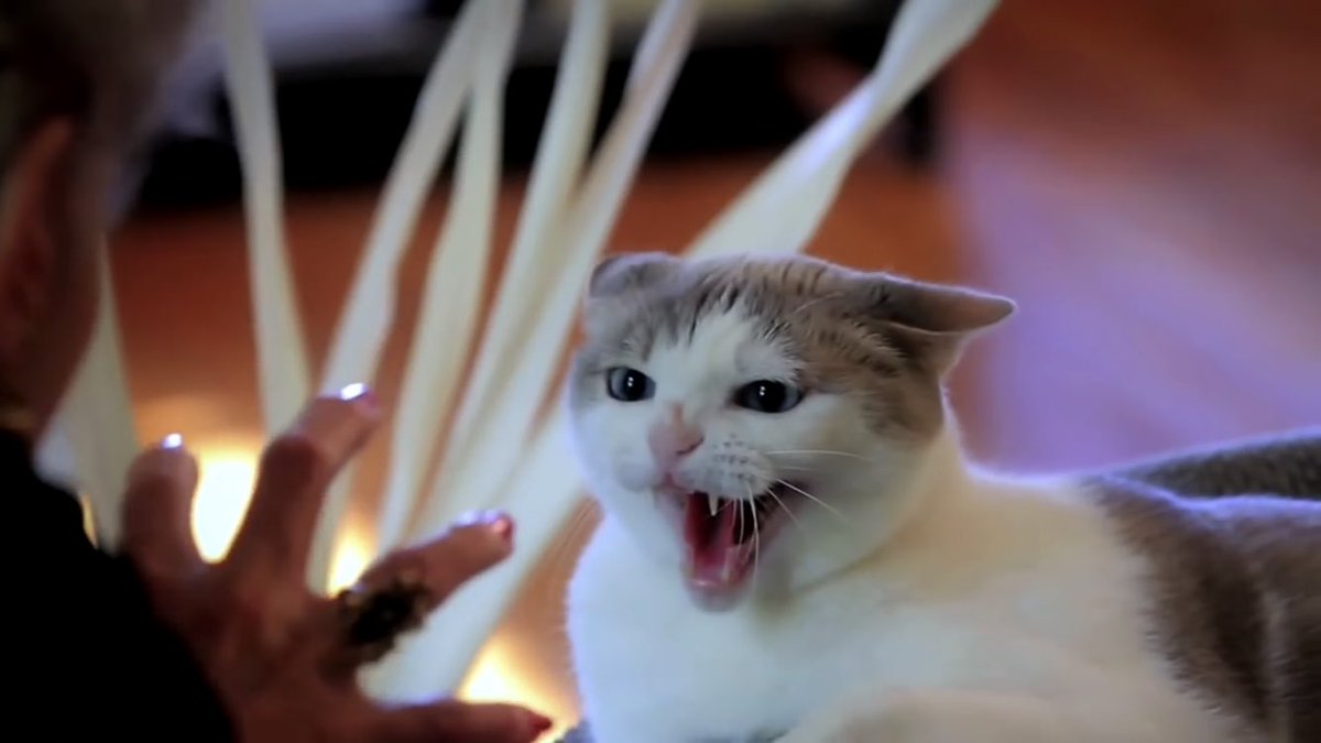 人間食べ食べカエル En Twitter 凶暴化した猫 人間食べ食べカエル En Twitter 凶暴化した猫