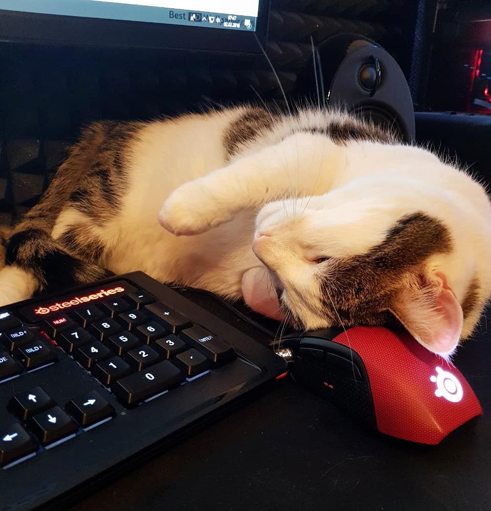 Federicoluppi01's tweet photo. pepethetabbycat😴💤
#me #cat #tomcat #tabby #tabbycat #cats #fluffy #furry #pepethetabbycat #meow #sleep #sleepycat #meowlicious #instameow #catphoto #catoftheday #instacat #catsofinstagram #catstagram #kitty #photooftheday hmp https://t.co/9WkveWpTE8