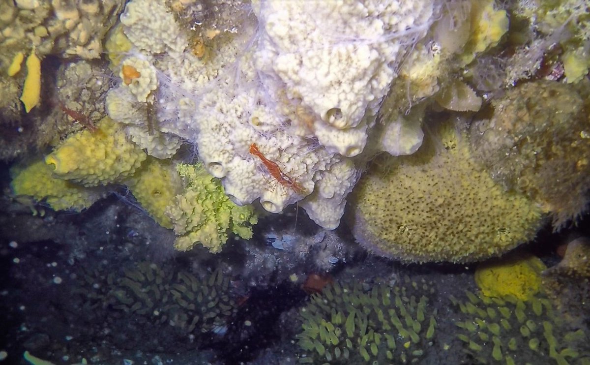 CesarAnt77's tweet photo. overhangs offer refuge for sponges in areas close to glaciers. Tis picture was take at 20 m depth
Las superficies sobreinclinadas son un refugio para las esponjas en areas cercanas a glaciares #SpongeThursday #antarcticsponges #antarcticbenthos #inach #eca54 https://t.co/LkICwgmIwk