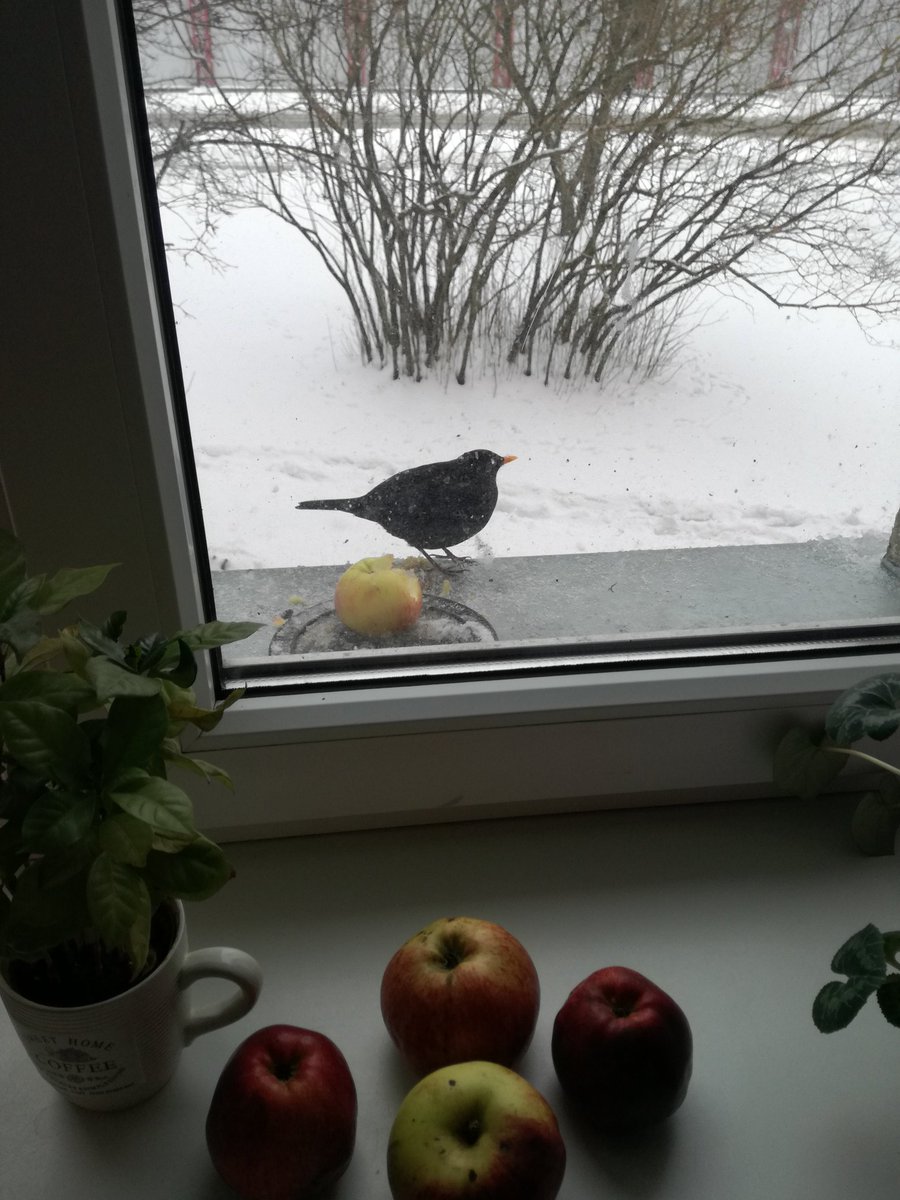 Solvita31's tweet photo. Mūsmājas strazdiņš jau notiesājis divus latviešu ābolus. Neko citu viņš neēd,to apēd nometnieki. #latvijasputni #strazds https://t.co/nzsmJDHpEg