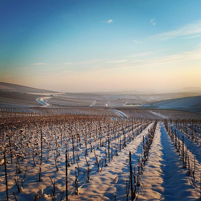 Let's go for some #GrandCru skiing! #Champagne #ChardonnayOnly #OraAlba #growerchampagne ift.tt/2BgArVH