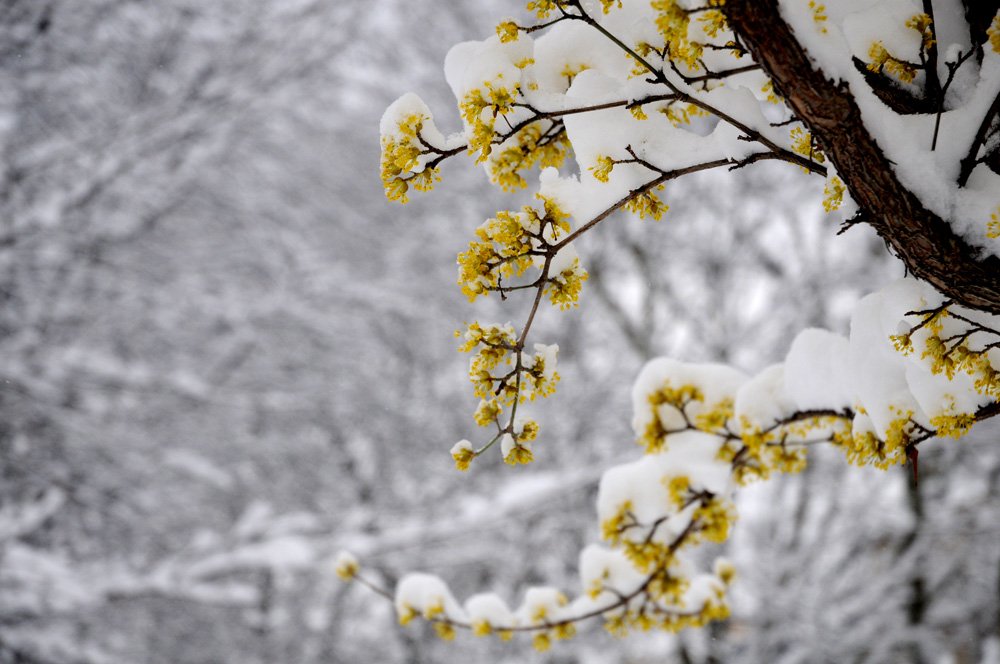 Yesterdayda it was an unusual beautiful day y in Paris with a lot of snow! #paristoday#parissnow#paris#snowing#snowinparis#parcmonceau#winterlandscape#snowday#winterinparis#winter#snowinparis