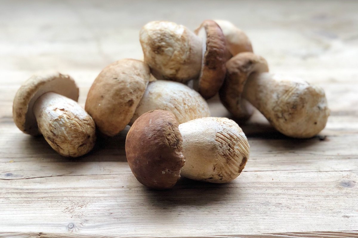 What’s harder than mastering a South African accent? 

Guessing when their Ceps will appear. Get amongst them whilst you can 🤫