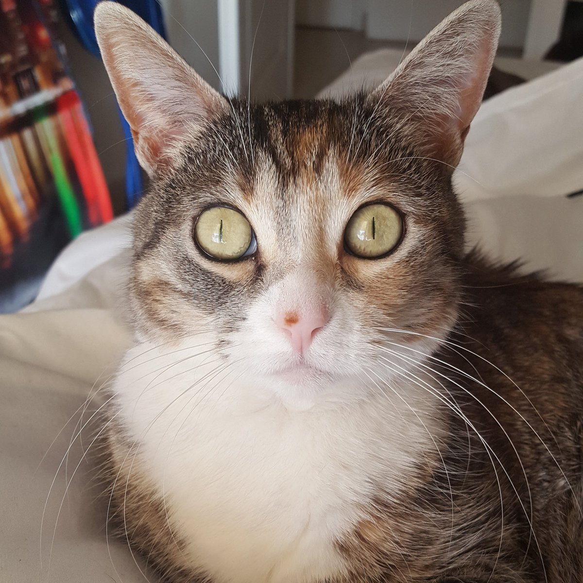 TheLaughingCat_'s tweet photo. Hello cat friends!
#cats #meow #kitty #cat #catsoftwitter https://t.co/mwjFkC5EbG