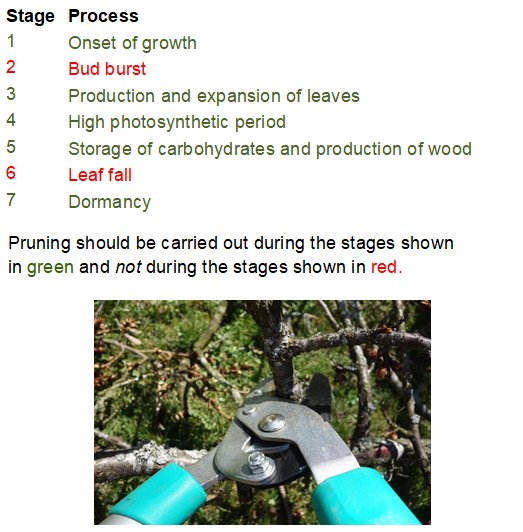In order for a tree to remain healthy, the balance of energy must be in favour of ‘potential' or stored energy. There are 7 stages in the annual cycle of a tree. #Pruning should be carried out during the stages shown in green &amp; not during the stages shown in red.
#gardendesign