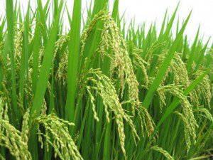 AgriTV3's tweet photo. Le #Ministre #Délégué #Yaouba #Abdoulaye, auprès du Ministre de l’#Économie, annonce que des #instructions ont été données pour que trois #agropoles de #production du #riz soient lancés à #Nkoteng, #Nanga-#Eboko, et dans la #Lékié, au cours du premier trimestre 2018.
#Agri_TV https://t.co/sd7yoJzDIc