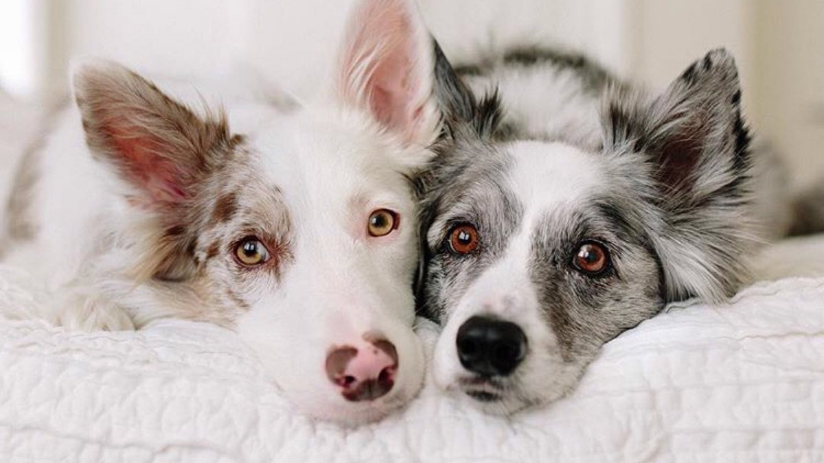 My Me Loves Your You 💙🙋🏻‍♂️ PhotCred <a href="/crazyaboutspots/">Willow and Emma</a> instagram.com/p/Beuqc6tF5cD/