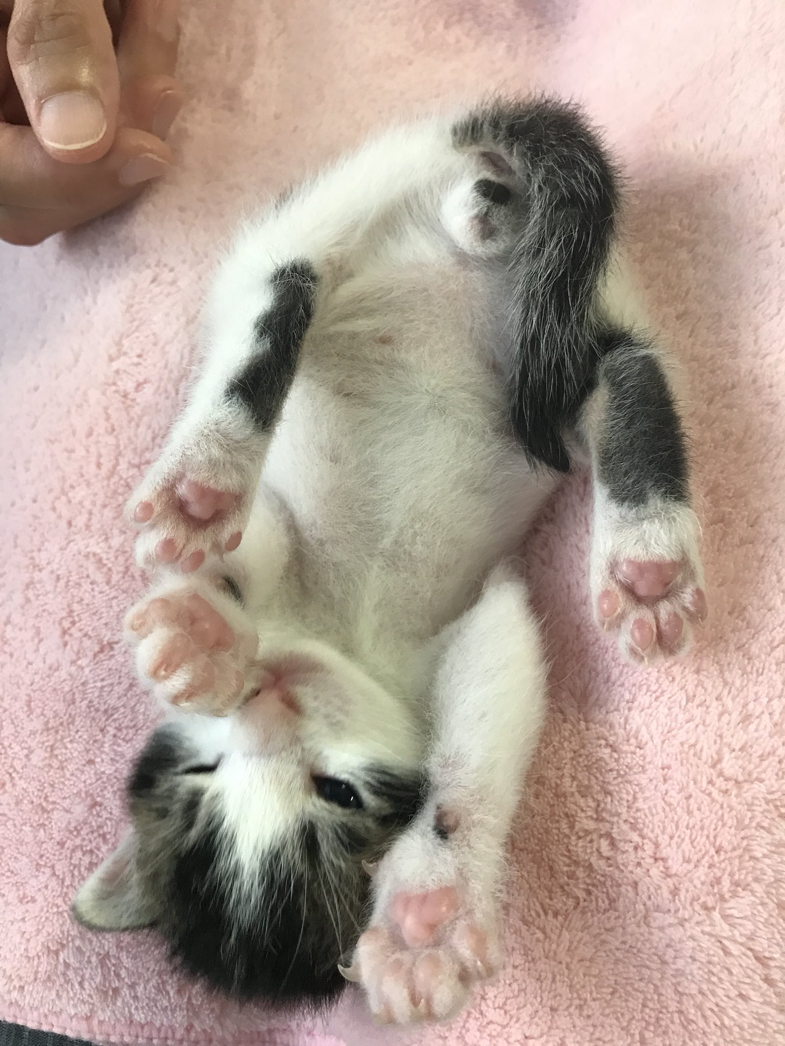 ちぃ 猫の肉球って乾いた牧草のにおいがすると思う ひなびたというか おひさまのにおい お腹はいわゆる獣臭 耳は洞窟のにおい 頭はその日の夕食の材料のにおい 飼い主が調理した手でなでるから 口はもちろんカリカリのにおい たまにおしりから