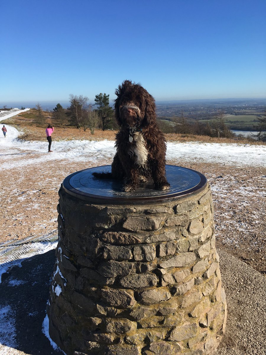 AngusCockapoo's tweet image. Had a great walk up the #Wrekin yesterday. Bit nervous today though, as have something called a ‘haircut’ booked tomorrow.