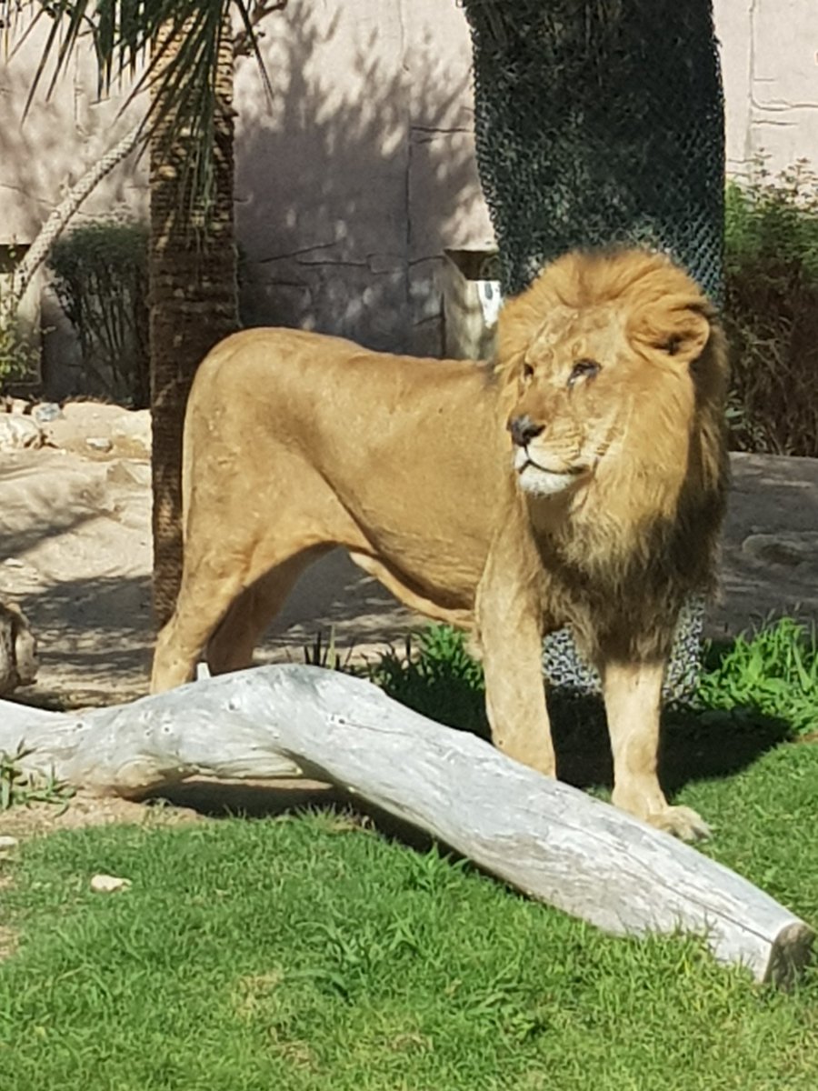 IyasTheGreat's tweet photo. Wow @AlAinZooUAE, You guys have improved a lot in the last 5 years. The Cleanliness and info palate of all the animals are perfectly placed. You just need a whole day to gather the whole experience. Even the #Zoolightful show was A-M-AZING.
Kudos to the whole team and staff. https://t.co/muorbyTJp8