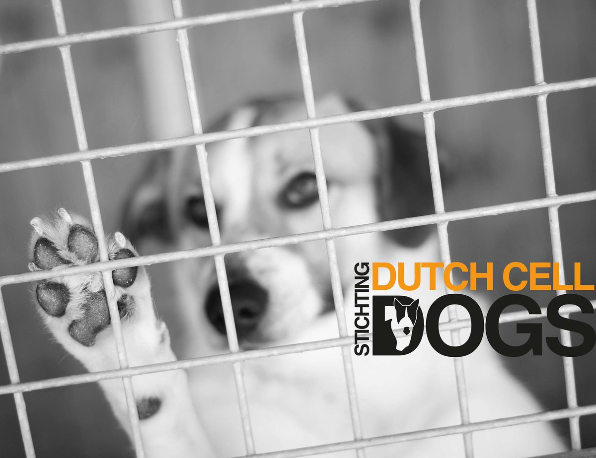 DutchCellDogs's tweet image. Al voor 3 euro per maand kan je ons werk ondersteunen en daarmee de honden helpen. Kijk voor meer informatie op: dutchcelldogs.nl/word-donateur/