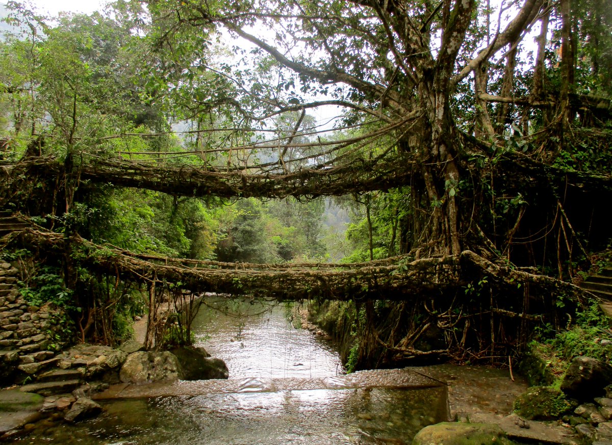 In the North-East Indian state of Meghalaya, the War-
Khasi have grown living bridges for generations. This double decker in Nongriat is over 250 years old!