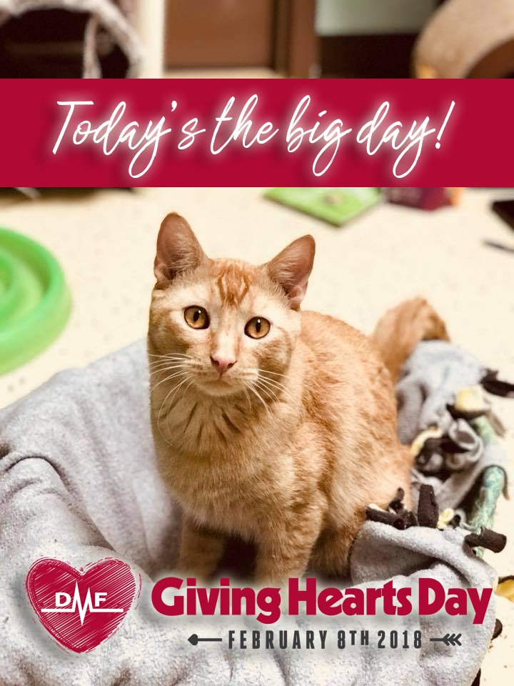 #GivingHeartsDay is finally here! Please remember the homeless #cats and #dogs of #HomewardAnimalShelter this Giving Hearts Day! Gifts of $10 or more will be matched by our generous sponsors, making your gift more impactful! Visit givingheartsday.org now!  

#CountMe