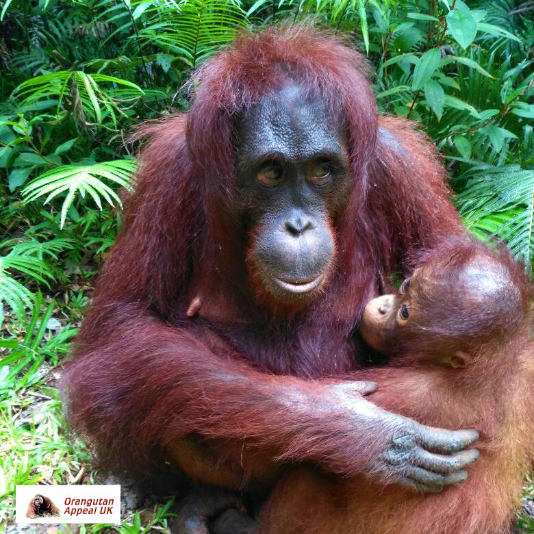 orangutanappeal tweet picture