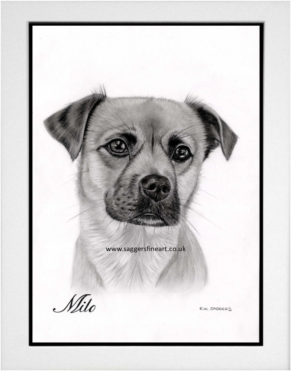 RikSaggers's tweet photo. A little selection of a few of my recent dog portrait commissions #Dog #Art #Portrait #DrawYourDog #Bulldog #drawing #gift https://t.co/1wQz1Q60yT