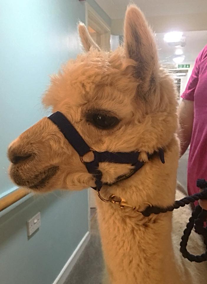 Redruth Piran Fest tweet media