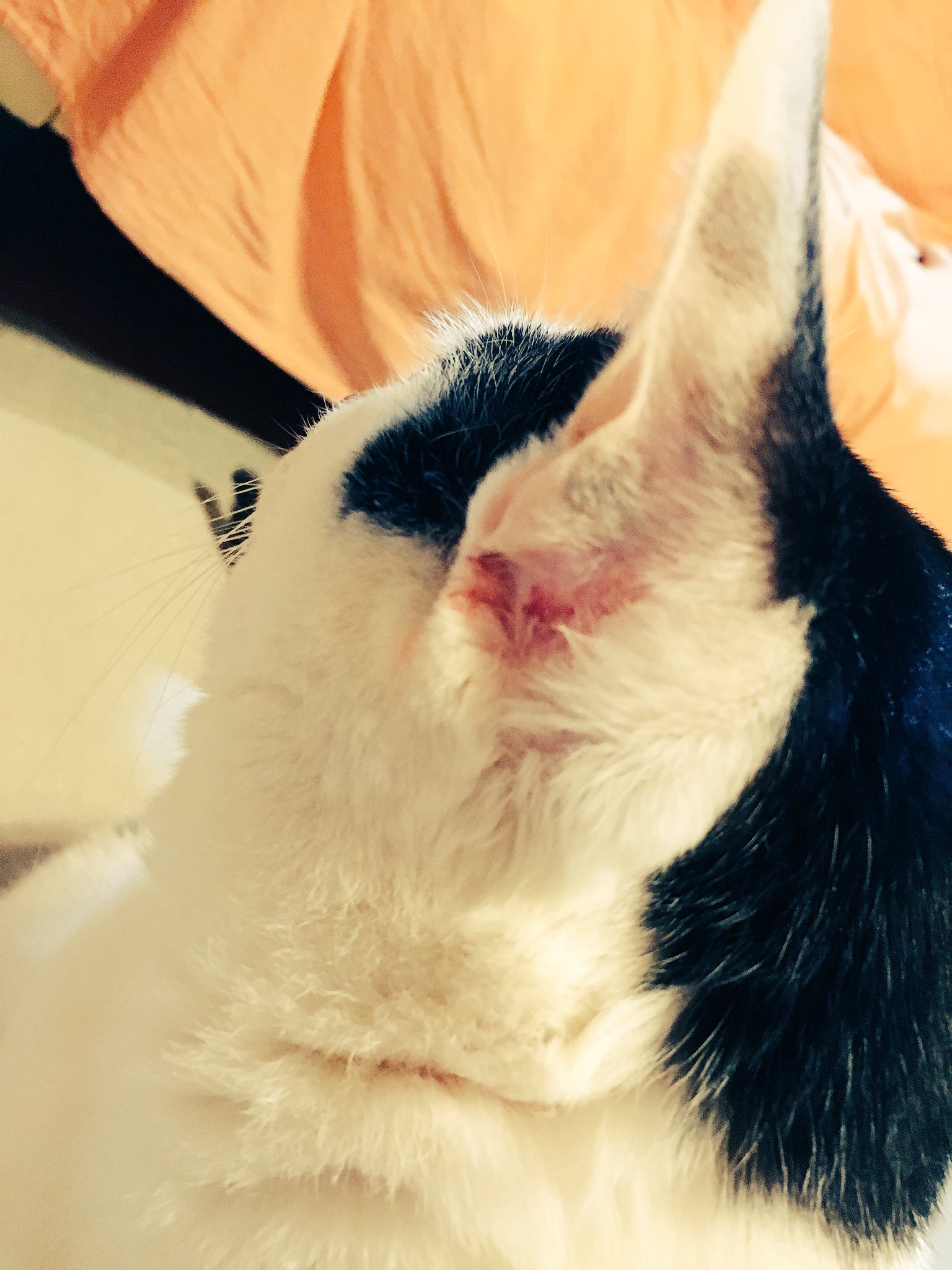 みさき 猫 ハチワレ猫 耳の後ろ怪我したらしい笑笑 誰かと喧嘩したのかね らぶさん 大体ラブから喧嘩吹っ掛けてくからね笑しょうがない ˉ ˡˍˉ うん ˉ ˡˍˉ T Co 0sqviepmhf Twitter