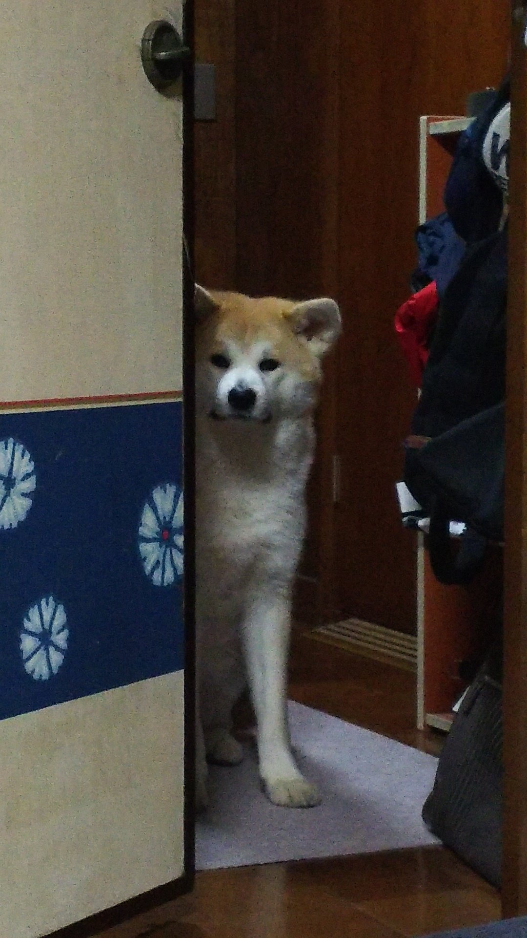 Twitter এ 秋田犬ひまり 普段私たちがご飯中は横で見てたり歯磨きガムを食べてるんだけど 最近甘えん坊で 誰かがガム持ってないと食べ なくて でも私たちもご飯食べたいからほっといたら拗ねた 秋田犬 拗ねた T Co Rldop791tn ট ইট র