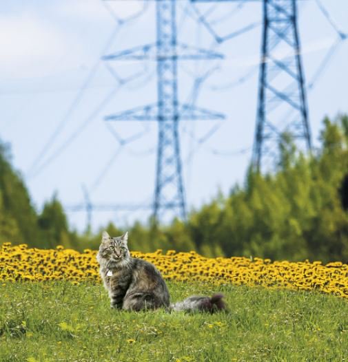 Kukas muu se kissan hännän nostaisi... Kantaverkkoyhtiöiden verkon kunnossapidon laatua ja kustannuksia arvioidaan vuosittain maailmanlaajuisesti. 
Olemme olleet tässä vertailussa kärkisijoilla vuodesta toiseen. 
Lue lisää: fingridlehti.fi/itoms-on-kanta… #TOP3 #ITOMS #HyväSuomi