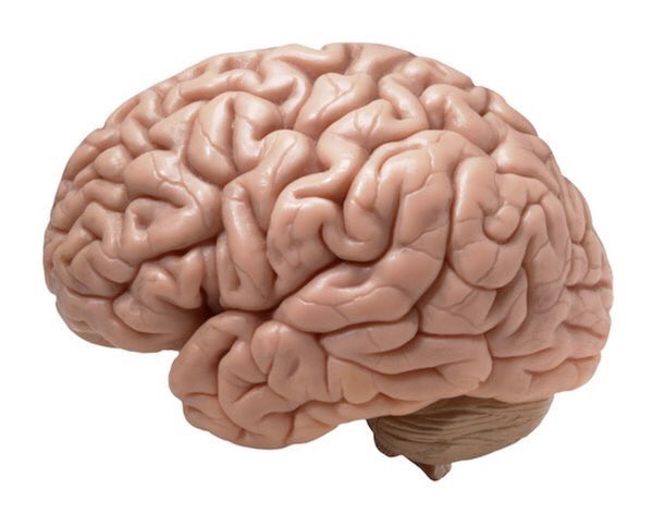 justintarte's tweet photo. Keep in mind: Parts of the brain develop at different rates.
As a result... kids’ brains are as unevenly developed as their bodies.
#edchat #education #brain https://t.co/feeRoHFQ9z