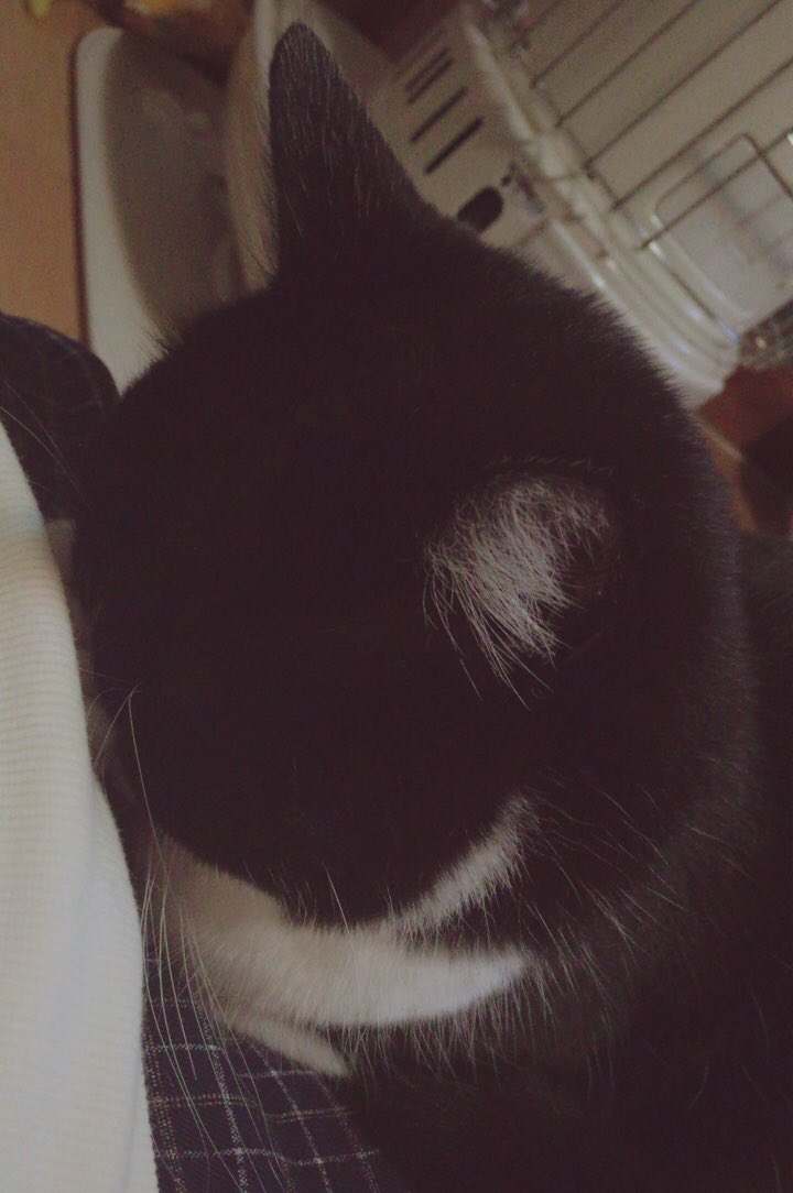 ごめん寝