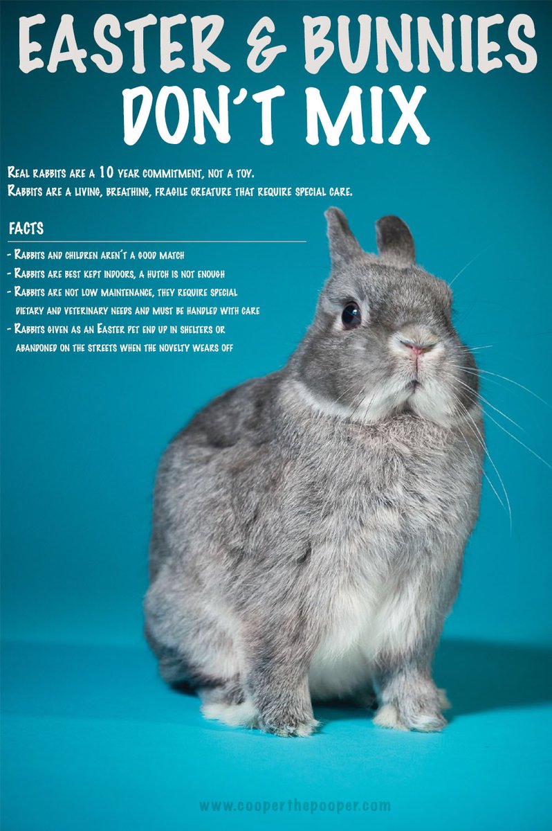 CooperDpooper's tweet photo. Important public announcement from Cooper. Please share/repost especially with the upcoming movie of Peter the Rabbit & Easter around the corner. People need to understand that rabbits are not toys! #adoptdontshop #notjust4easter #iamnotatoy #cooperthepooper #10yrcommitment https://t.co/BF5OhuopfX