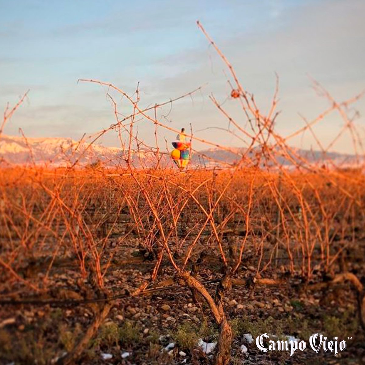 Hoy traemos otra prueba de que el #invierno también nos deja imágenes especiales. ❄🍇 ¡Muchas gracias <a href="/LeVinAuVert1/">Florence Etienne</a> por la 📷!
