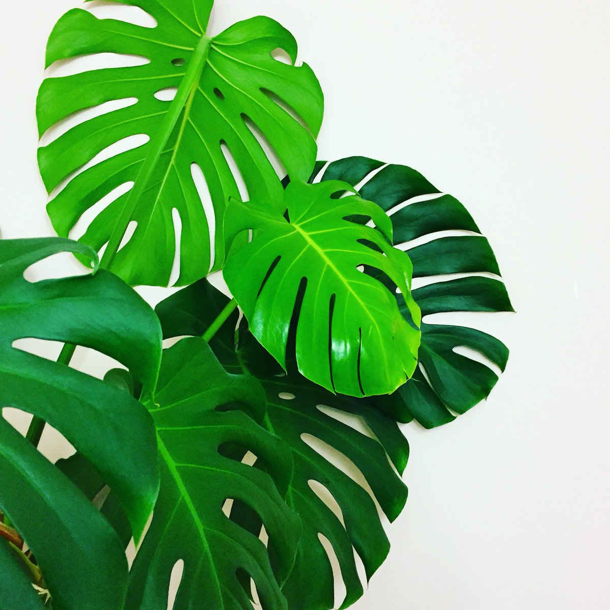 Shapes + lines + tones

#monstera