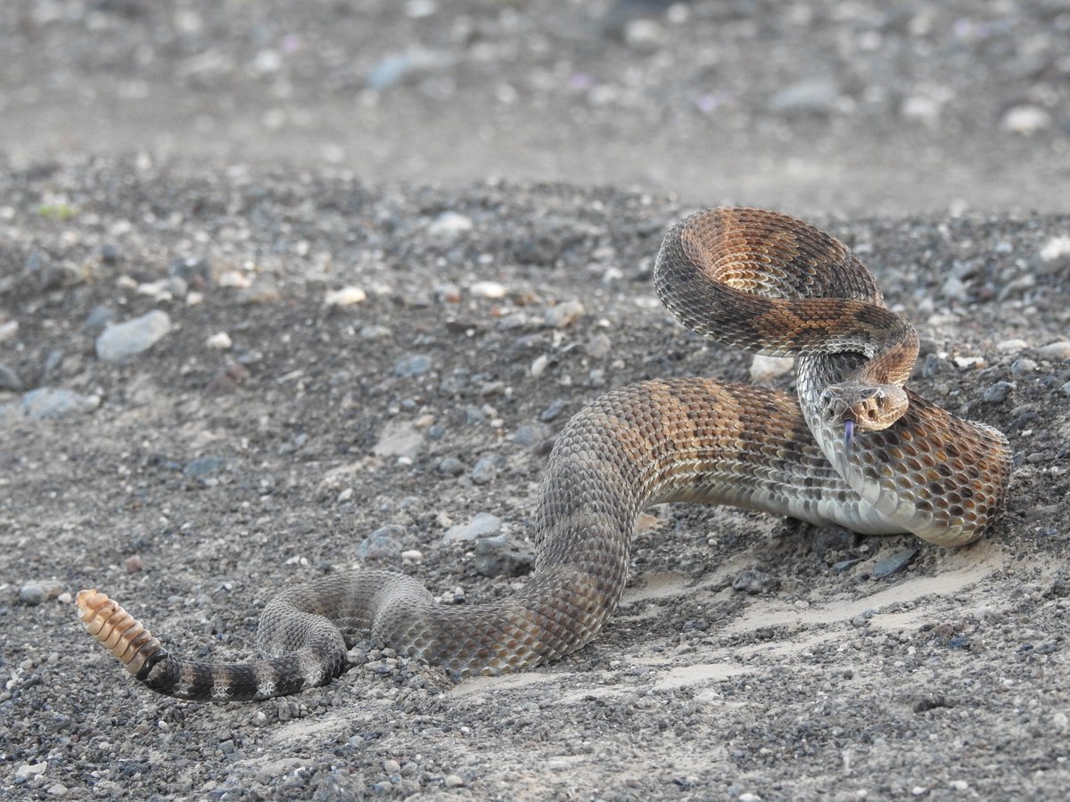 andrew_antaya's tweet photo. This photo I took of a western diamondback who did not appreciate me moving him off the road won best reptile category and best of show at the AZ/NM Fish and Wildlife Society Joint Annual Meeting 2018 in Flagstaff! #JAM18 https://t.co/pNHaIiIN2T