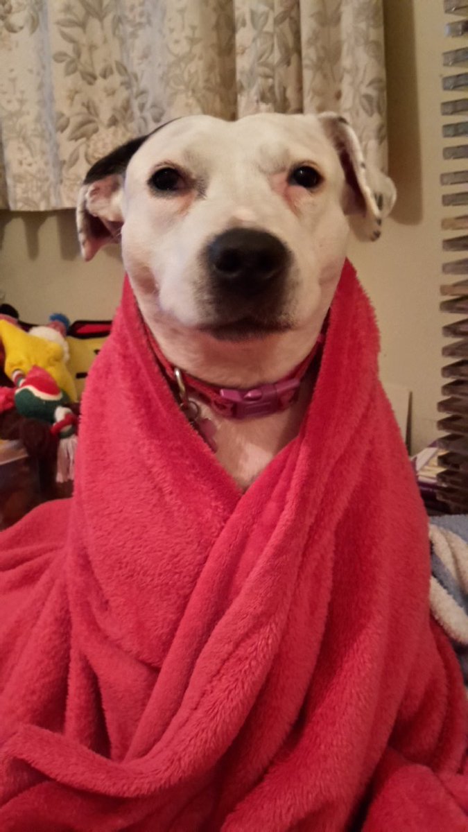 Penny_theDog1's tweet photo. It's been ever so slightly freezing cold today... #wrappedup #chatteringteeth #winterwoes #coldestday #ColdTootsies #StayingInToday #SnugglyWarm #dogs #adoptdontshop #dogsoftwitter #dogslife @DogsTrust @battersea_ #NoSnowJustCold https://t.co/UgImvIpJhk