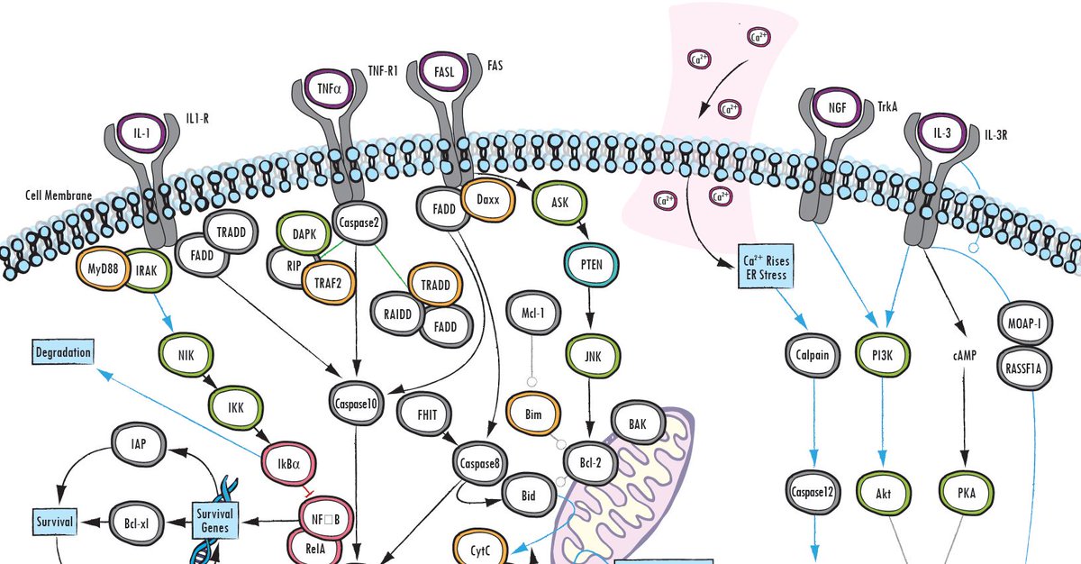 download sensitization of cancer cells for chemoimmunoradio therapy