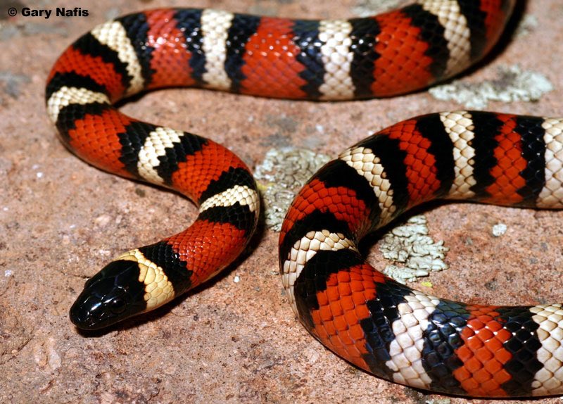 Coral snake red on black friend of jack russell