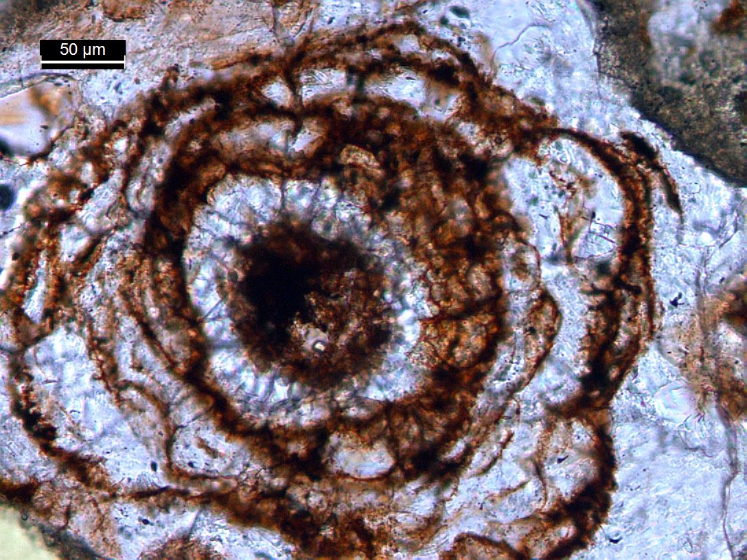 RSKPetrography's tweet photo. There's a lot of geological process happening here, and we're adding this one to our "Flowers are Pretty" series. #ThinSectionThursday #petrography #MortarAnalysis https://t.co/4ikX1OyDa6